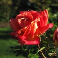 帕乃爾玫瑰花園-6