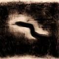黑蛇