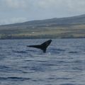 每年的十一月至次年的四月是貿宜島的賞鯨季.  最主要是座頭鯨.
