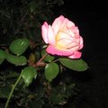 玫瑰1