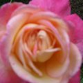 鵝黃玫瑰2