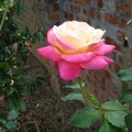 鵝黃玫瑰9