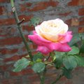 鵝黃玫瑰10