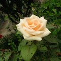 米黃玫瑰3
