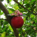 土種櫻桃1
