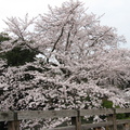 彥根城櫻花