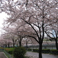 雨中的造幣局櫻花公園