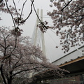 由櫻花步道上看天滿橋