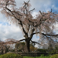 圓山公園  百年櫻花