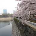 大阪城櫻花