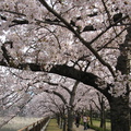 大阪城櫻花