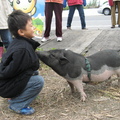 小男孩與麝香豬