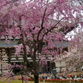 東大寺庭院櫻花