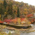 日本東北秋山紅葉 巧遇初雪 旅行加值 美極 美呆了