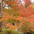 中野神社的紅葉