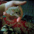 我的愛鼠1（雖然已去世，生命到終點）餛飩