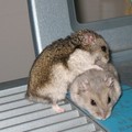 我的愛鼠們——餛飩和珍珠