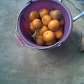 剪橘子