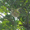 拍攝地點：繪心居竹柏樹上，綠袖眼巢興建中。
拍攝時間：20100427