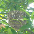 拍攝地點：繪心居竹柏樹上，綠袖眼的巢完工。
拍攝時間：20100512