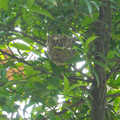 拍攝地點：繪心居竹柏樹上，綠袖眼的巢已完工。
拍攝時間：20100512