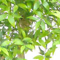 拍攝地點：繪心居竹柏樹上，綠袖眼的巢使用中。你看到我了嗎?
拍攝時間：20100516