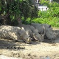 990809去動物園記實報導