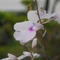 紫羅蘭Ionopsis