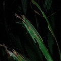 夜訪竹節蟲