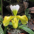 拖鞋蘭(Slipper Orchid)