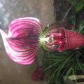 拖鞋蘭(Slipper Orchid)