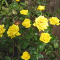 園中黃玫瑰
