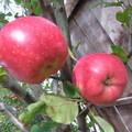 園中蘋果