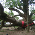 石岡350歲樟樹