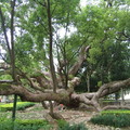 石岡350歲樟樹