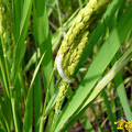 水稻田生態---蟲蟲危害