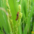 有機水稻田是許多昆蟲的遊戲兼獵食區