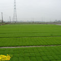 綠化場中健壯的水稻種苗,等待植入本田中