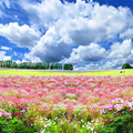 雲海與花海