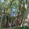 雲南的一棵巨木：〈華夏榕樹王〉看似一片榕樹林，樹齡超過 500 年，共有 214 根氣根入土，樹冠面積達 5000 多平方公尺。
