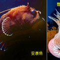 安康魚 & 鸚鵡螺