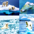Polarbears on iceburg