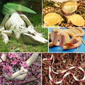 Albino Snakes, turtois, crocodile