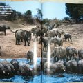 乾季接近尾聲時，飲水地點水源短缺，此時在廷加河附近的這座水塘能聚集達500頭大象。到了六月，大豪雨吞沒公園，象群就會離開，去尋找更最好的草料。在札庫馬，保護區是否能發揮實質作用隨季節而定。