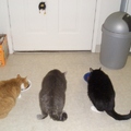 三隻貓正逐漸長大中。喜怒哀樂 全都錄。