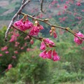 台東青山農場的櫻花