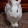 酷哥兔─兔寶  相親公關照
