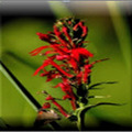 7 Cardinal Flower