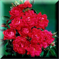 9 Red Double knockout Rose (center)