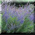 15 Russian Sage (Red Double Knockout Rose companion)